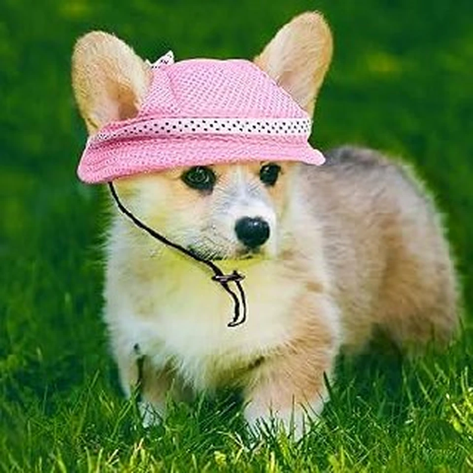 Small dog wearing a pink hat